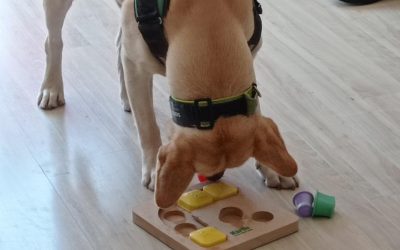 Sessió de teràpia canina